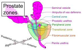 Prostrate